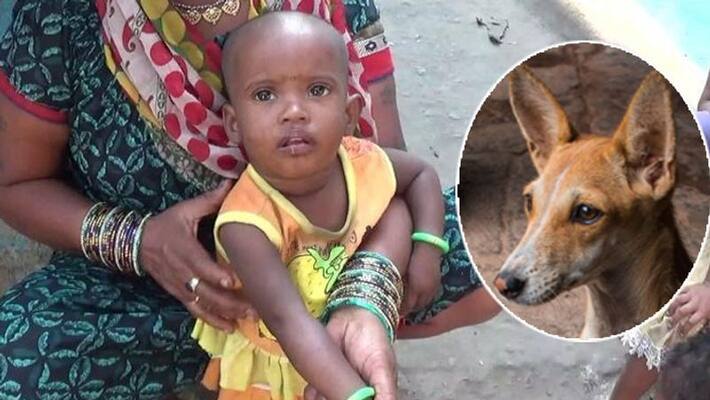 Emotional story of a brave dog and a girl, Korba News Emotional story of a brave dog and a girl, Korba News