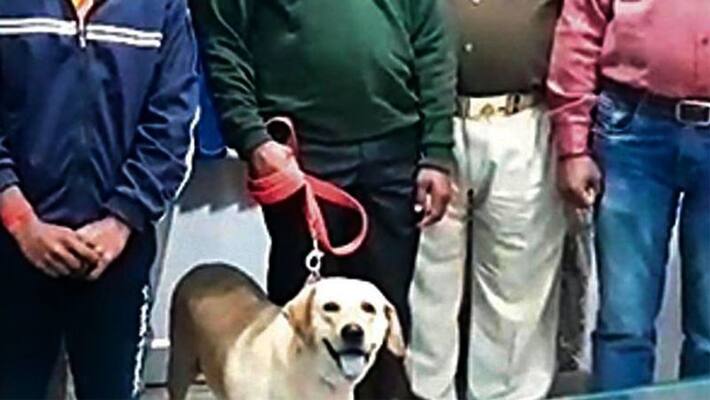 dog helps track down rape and murder accused in 20 minutes dog helps track down rape and murder accused in 20 minutes