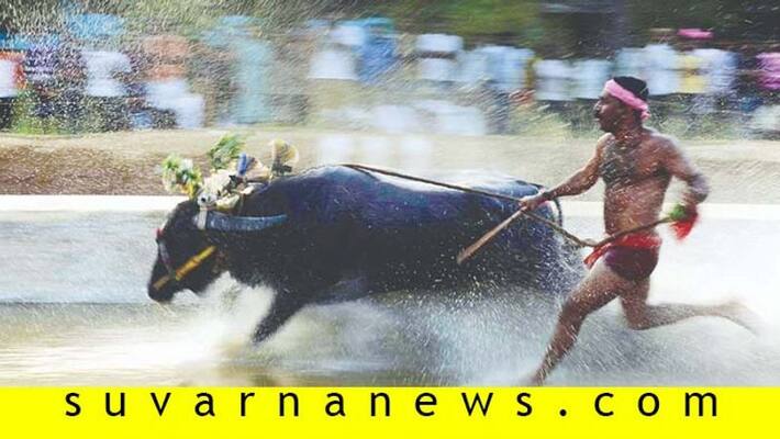All you need to know about kambala festival in Tulunadu karnataka All you need to know about kambala festival in Tulunadu karnataka