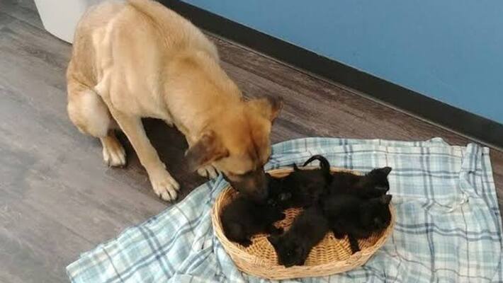 Stray dog saved abandoned kittens from harsh winter like mother Stray dog saved abandoned kittens from harsh winter like mother
