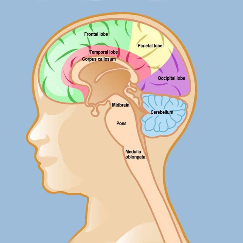 thoppukaranam is the best choice to increase brain activity