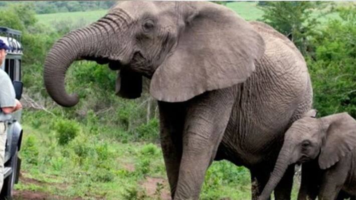 elephant died after drinking Pesticide in chamarajnagar elephant died after drinking Pesticide in chamarajnagar