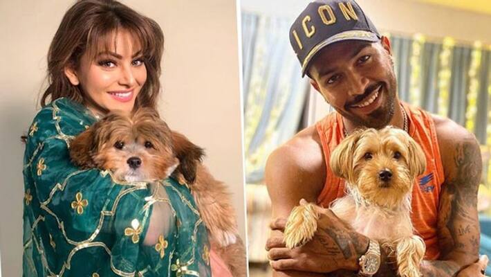 Hardik Pandya gifted a sweet puppy to Urvashi Rautela Hardik Pandya gifted a sweet puppy to Urvashi Rautela