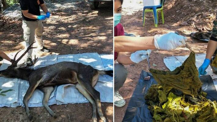Underwear with 7 kg plastic found in stomach of dead deer in Thailand national park Underwear with 7 kg plastic found in stomach of dead deer in Thailand national park