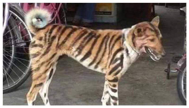 farmer paints tiger stripes on dog to save crop from monkeys in Karnataka