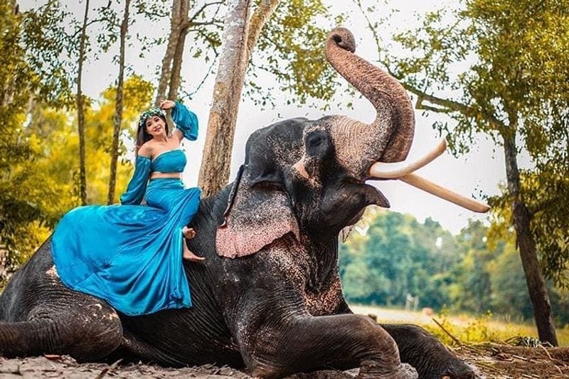 யானை மீது அமர்ந்த பட்டாம்பூச்சி