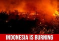Indonesia is burning and we are responsible