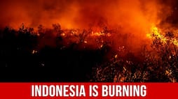 Indonesia is burning and we are responsible