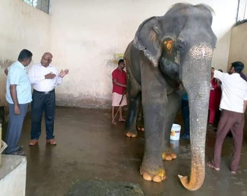 temple elephant died in bhavani