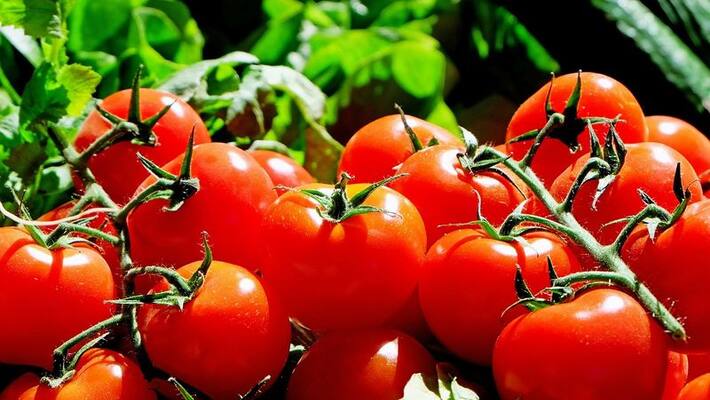 Tomato is also anti cancerous Tomato is also anti cancerous