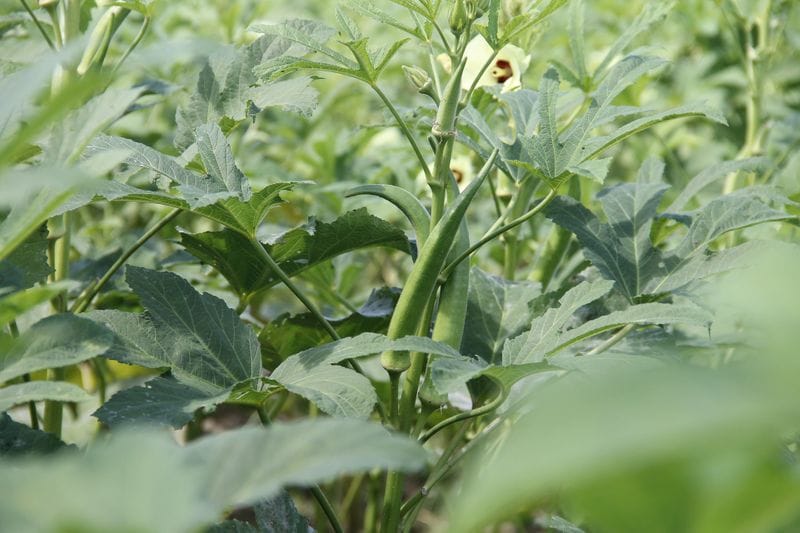 Diabetes prevention: How is okra beneficial for Diabetes? Can it help lower blood sugar?
