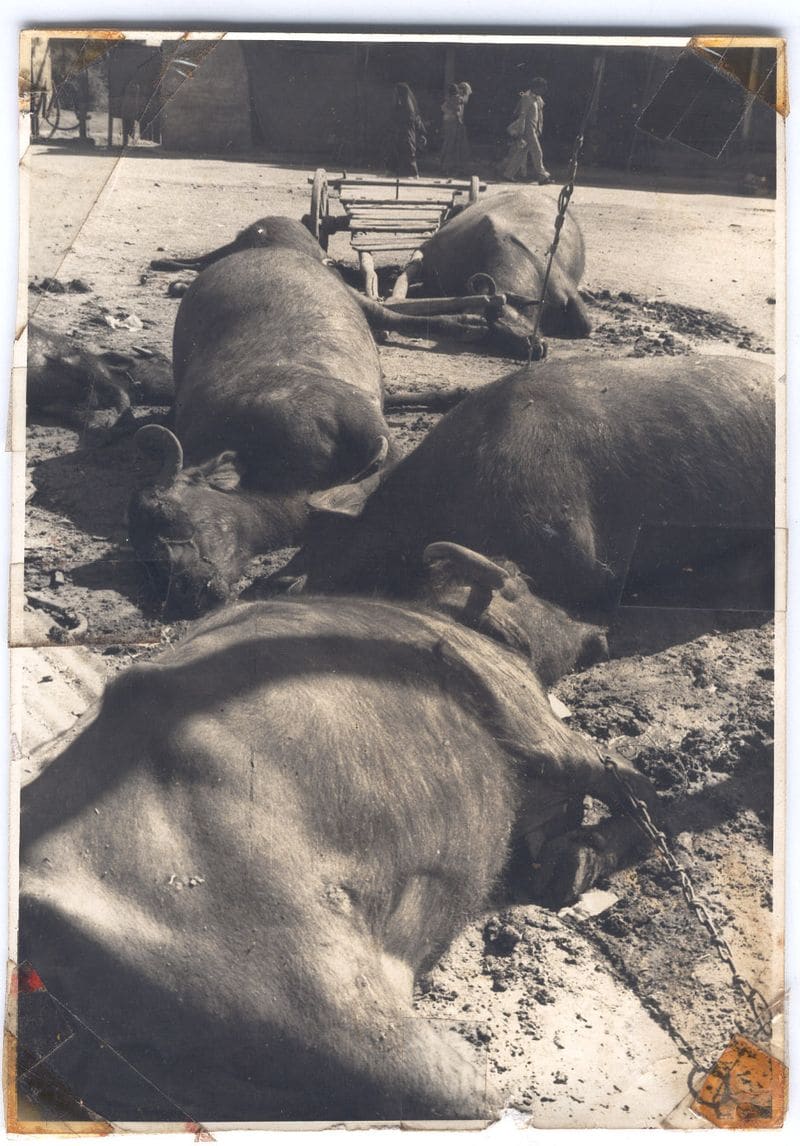 39 years of bhoapl gas tragedy see horrible pictures