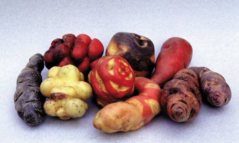 potato museum peru