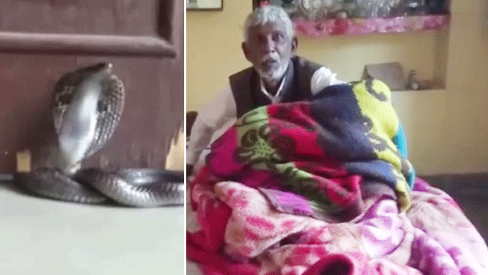 cobra snake trapped in the door of the house in kota cobra snake trapped in the door of the house in kota