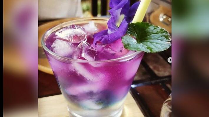 Benefits of Purple Tea Benefits of Purple Tea