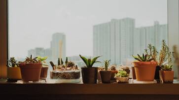 5 lucky plants attract money and bring prosperity suh 5 lucky plants attract money and bring prosperity suh