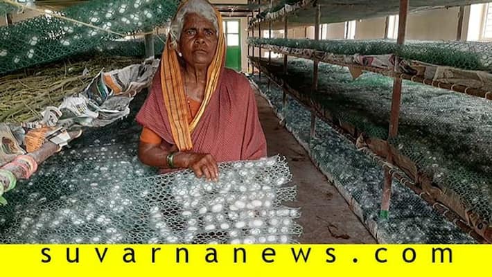 Bellari Kottramma earns In lakhs from Sericulture Bellari Kottramma earns In lakhs from Sericulture