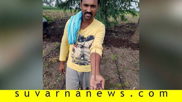 earth worm helps to increase fertility level in agricultural land earth worm helps to increase fertility level in agricultural land