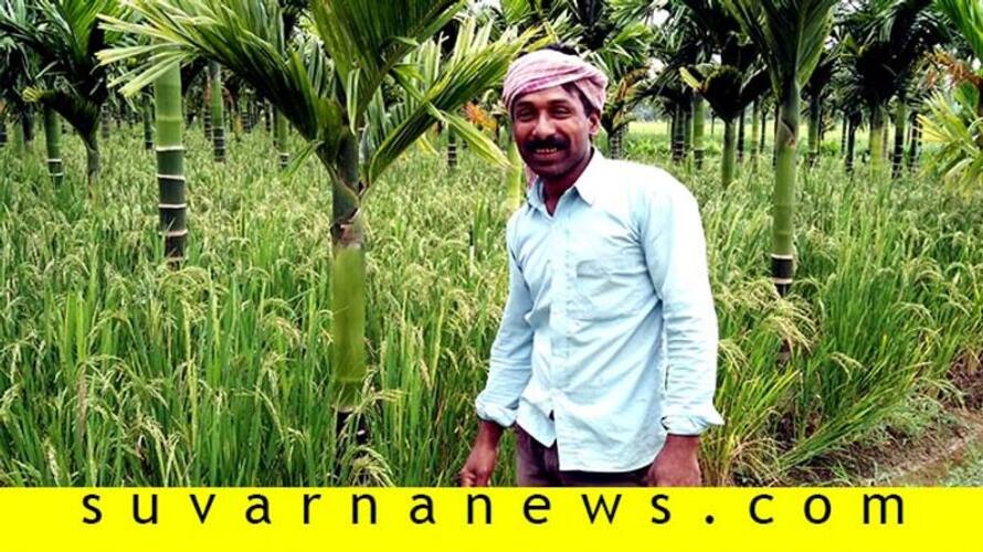farmer from Shivamogga grows paddy in between areca farmer from Shivamogga grows paddy in between areca