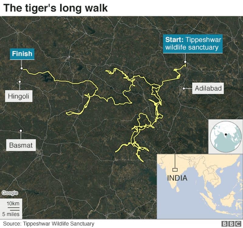 This Maratha Tiger walked 1300 kilometers in search of prey, mate