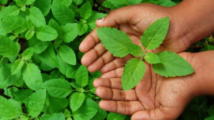 effective use of basil leaf for skin care treatment to get flawless skin effective use of basil leaf for skin care treatment to get flawless skin