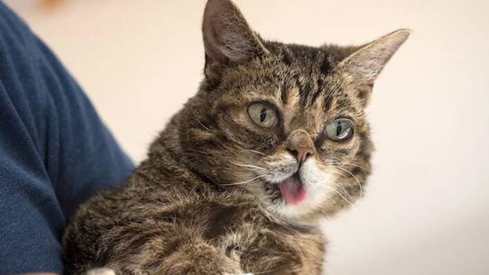 The world's most famous cat lil bub died The world's most famous cat lil bub died