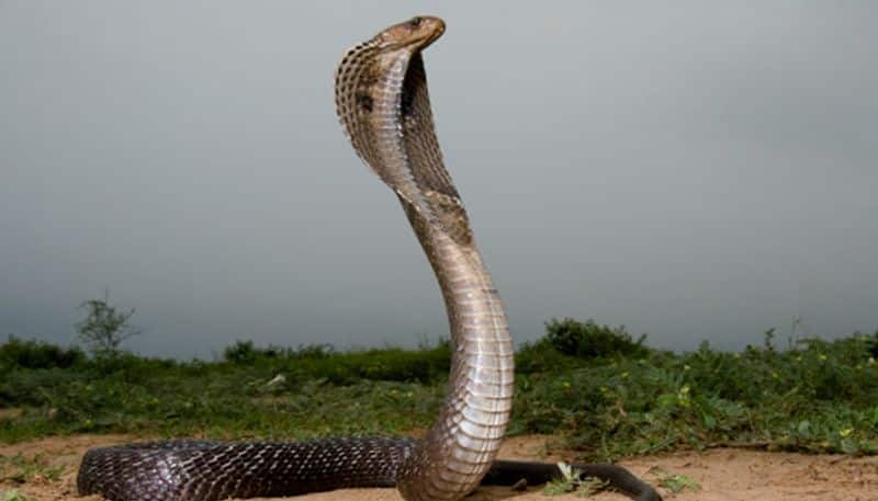 snake catcher got snake bite when he treat miss handling that snake at Bangalore