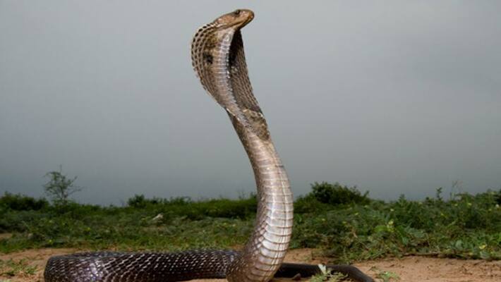 Reptile Specialist Protection Snake in Ron in Gadag District Reptile Specialist Protection Snake in Ron in Gadag District