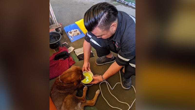 Dog saved by fishermen from middle of ocean wins heart kph