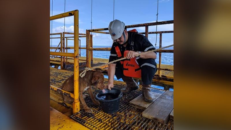 Dog saved by fishermen from middle of ocean wins heart kph