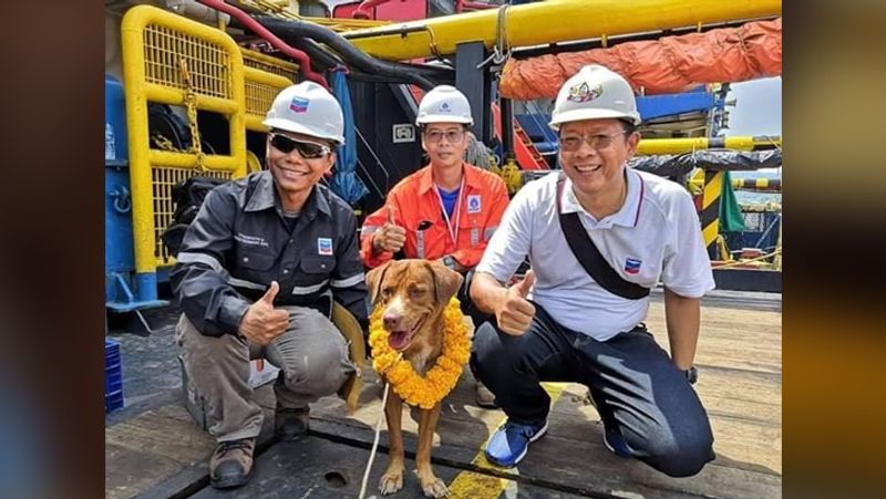 Dog saved by fishermen from middle of ocean wins heart kph