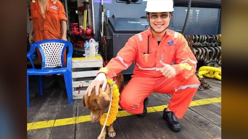 Dog saved by fishermen from middle of ocean wins heart kph