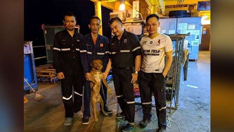Dog saved by fishermen from middle of ocean wins heart kph