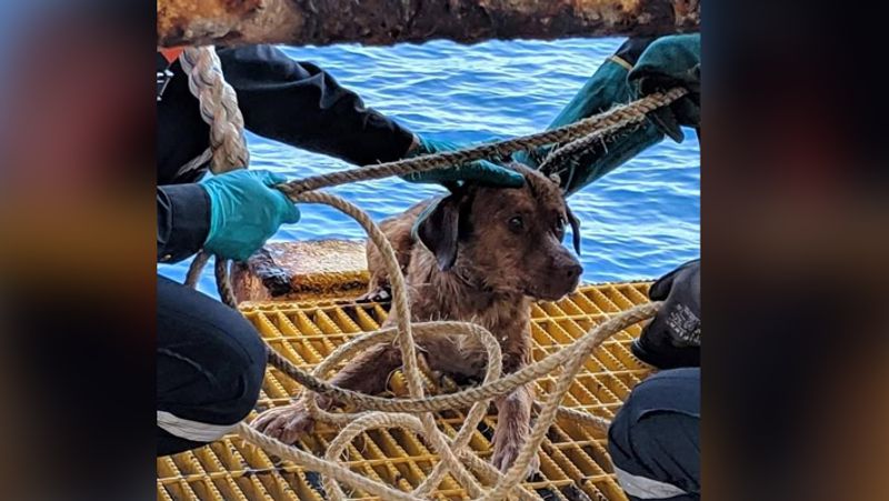 Dog saved by fishermen from middle of ocean wins heart kph