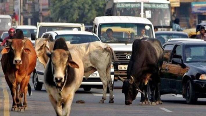Three Women from Delhi killed in crash trying to save a cow on road Three Women from Delhi killed in crash trying to save a cow on road