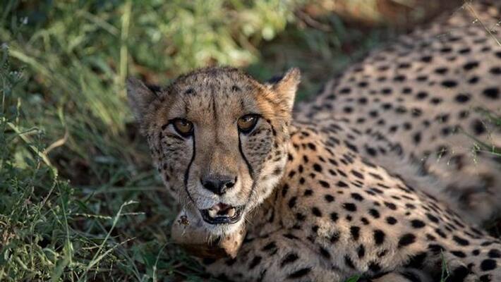 3 Cheetah found in chitradurga 3 Cheetah found in chitradurga