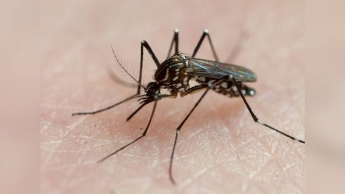 After Dengue now malaria took life in Kolkata After Dengue now malaria took life in Kolkata