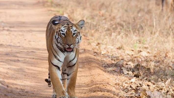 Tiger found dead in waterlogged mine kpm Tiger found dead in waterlogged mine kpm