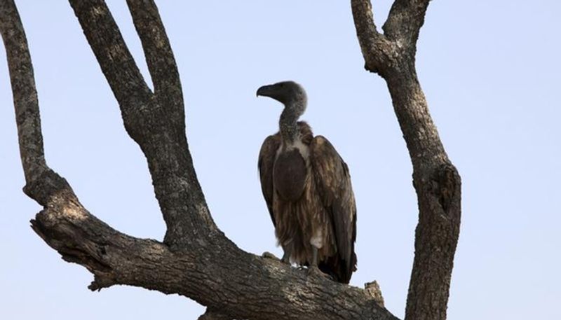 GPS-tagging is one of the most important tools to keep track of these birds, keep a check on their health and control them.