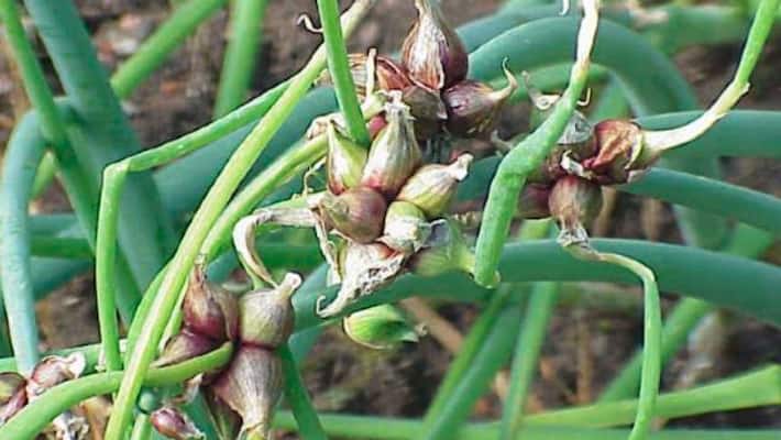what is egyptian walking onion what is egyptian walking onion