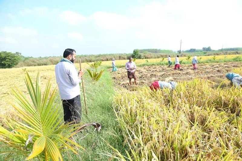 YCP MLA Alla Rama Krishna Reddy At Farming