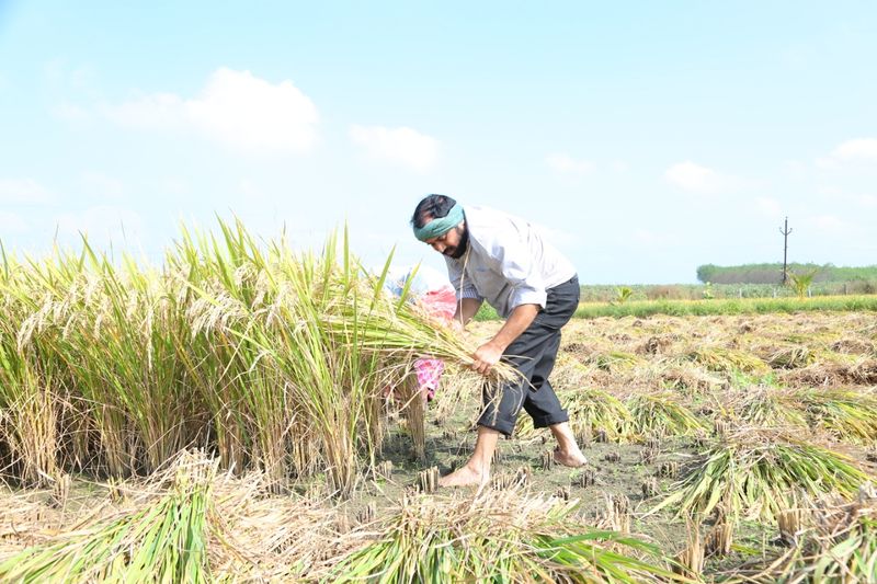 YCP MLA Alla Rama Krishna Reddy At Farming
