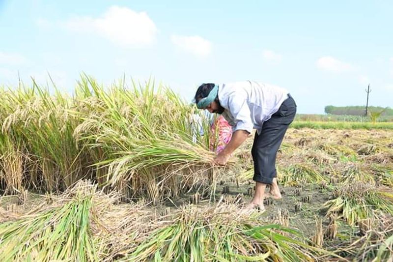 YCP MLA Alla Rama Krishna Reddy At Farming