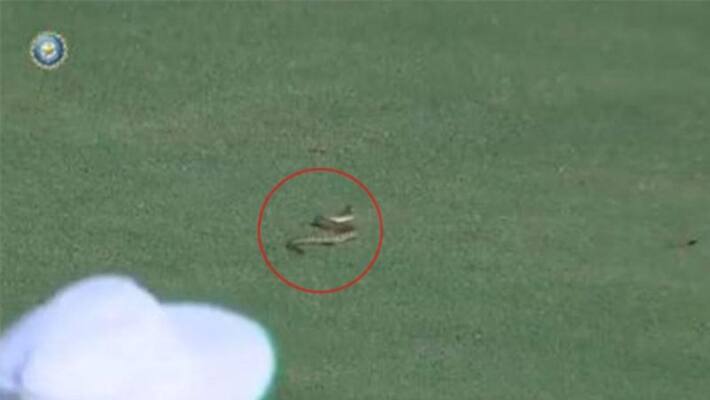 Snake stops play in Ranji Trophy at Mulapadu between Andhra and Vidarbha Snake stops play in Ranji Trophy at Mulapadu between Andhra and Vidarbha