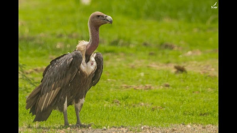 Sharp fall in the number of scavenger vultures in Gujarat, only one third left now