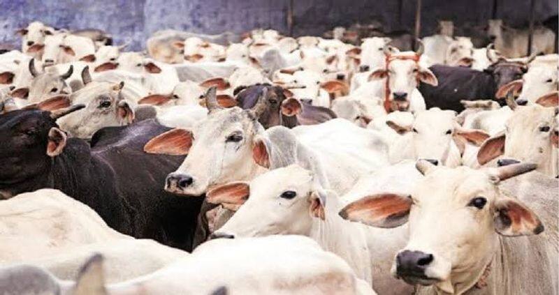 cow growing is give a good mentality told mohan bhavath