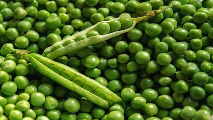 There are many benefits of eating green peas, definitely use in winter KPI There are many benefits of eating green peas, definitely use in winter KPI