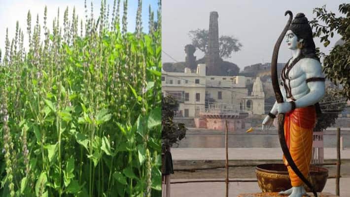 lord Ram is worshiped in ayodhya with tulsi of prayagraj kpl lord Ram is worshiped in ayodhya with tulsi of prayagraj kpl
