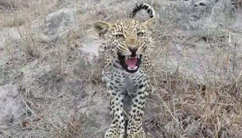 Sleeping Leopard A heartbreaking incident. !! How did that happen?