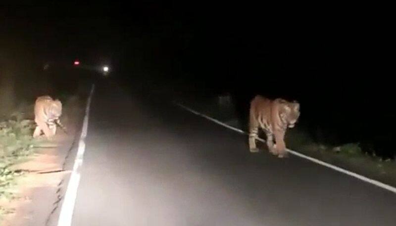 tiger spotted in munnar udumalpet inter state road